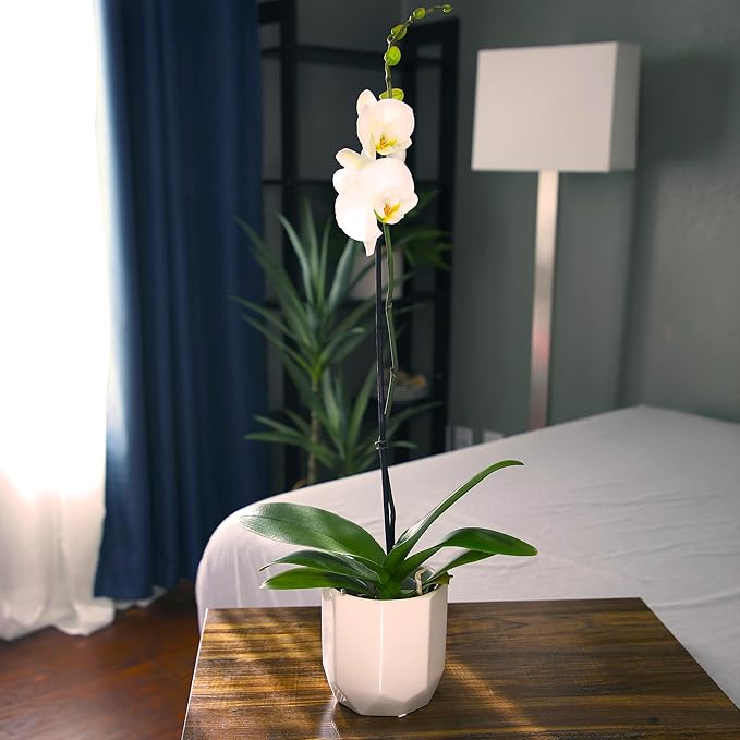 White Phalaenopsis Live Orchid Plant & White Orchid Pot, 20-24" Live Plant Gift, Fresh Orchids Plants Live House Plants, Live Plants Indoor Plants Live Houseplants Plant Lover Gift by Plants for Pets