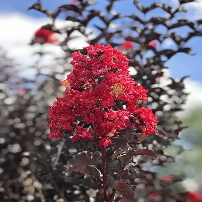 Black Diamond Crimson Red Crape Myrtle Live Tree, 1 Gallon Potted, Red Flowers | Arbor Day Foundation (Due to Agricultural Laws, Unavailable to CA, AZ)