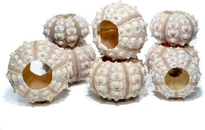 Nautical Crush Trading Sea Urchins Shells for Air Plants - 8 Purple Sputnik (1.5-3") Sea Urchin Shells - Hanging Air Plant Holder - Air Plants Live Holders - Air Plant Pot - No Plants Included