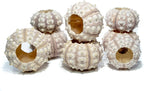 Nautical Crush Trading Sea Urchins Shells for Air Plants - 8 Purple Sputnik (1.5-3") Sea Urchin Shells - Hanging Air Plant Holder - Air Plants Live Holders - Air Plant Pot - No Plants Included
