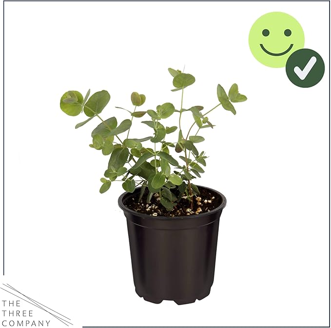 Live Aromatic and Healthy Herb - Eucalyptus (6 Per Pack), Assorted Varieties - Natural Air Purifier, 8" Tall by 3" Wide in 1 Pint Pot