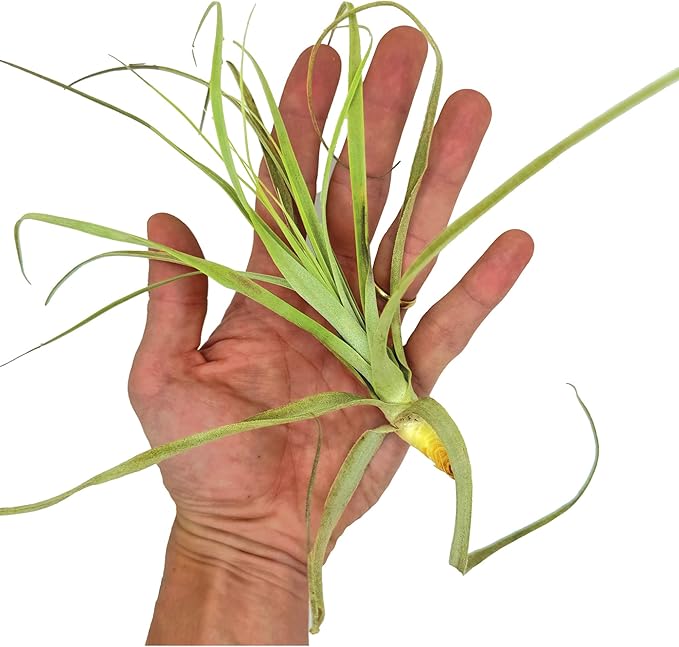 ragnaroc Air Plants - Tillandsia Straminea Jumbo 6-9" - 1ct - Live Arrival Guaranteed - House Plants for Home Decor & Gift