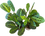 Live Plant, 2 Lemon Lime Maranta Prayer Plant, Pet Friendly, Air Purifying Plant, Easy Care, Easy Grow, Live Indoor Plant, Houseplant, Rare Indoor Plant, Home Décor 4 inch Pot by Hopewind Plants Shop