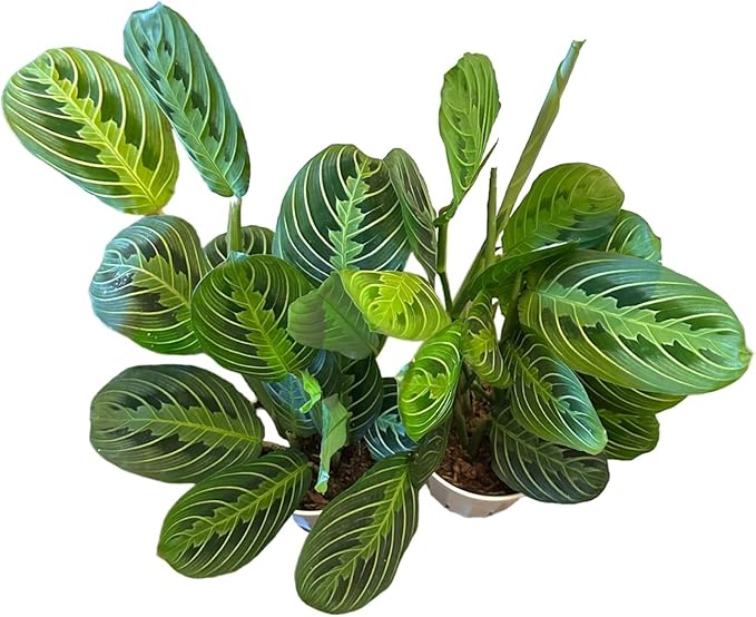 Live Plant, 2 Lemon Lime Maranta Prayer Plant, Pet Friendly, Air Purifying Plant, Easy Care, Easy Grow, Live Indoor Plant, Houseplant, Rare Indoor Plant, Home Décor 4 inch Pot by Hopewind Plants Shop