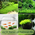 Premium Aquarium Plant Seeds for Planting – 8,000+ Live Mixed Seeds, 4 Varieties – Easy-to-Grow Aquatic Greenery for Lush, Vibrant Fish Tanks