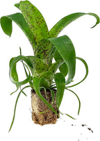 ragnaroc Live Plants – Bromeliad Vrisea Fenestralis, 4-8" 2" Plug - 1ct - Live Arrival Guaranteed - House Plants for Home Decor & Gift