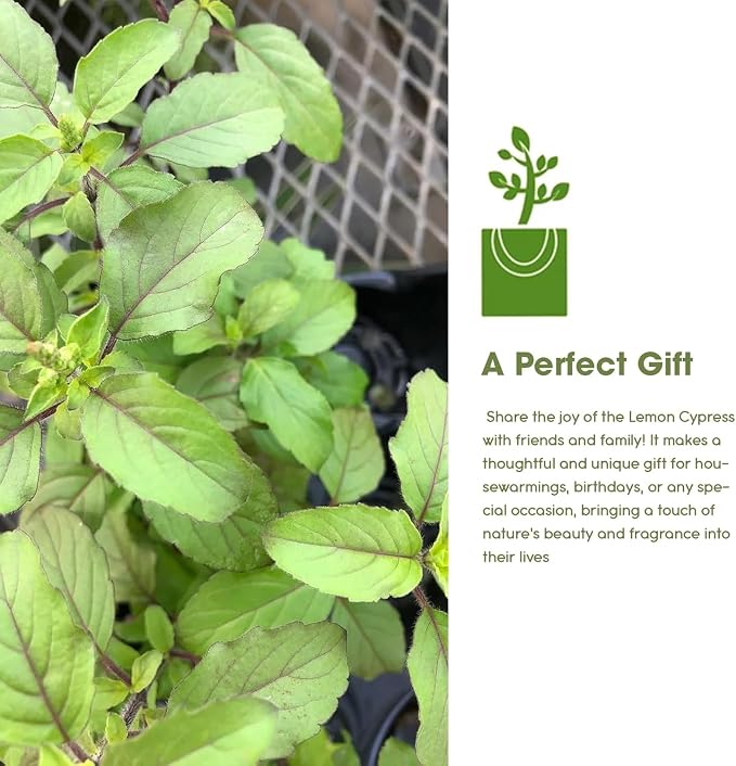 Tulsi Krishna Holy Basil Plants Live - Rare Live Basil Plant - Ocimum Sanctum - Purple Tulsi - Non GMO - Garden Indoor & Outdoor (1)