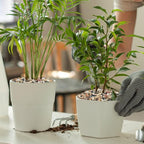 GASPRO 5 lb Decorative Pebbles for Plants, 3/8 Inch Mixed Color Rocks, Small Stones for Indoor Planters, Succulents & Vase Filler, Pea Gravel for Aquariums