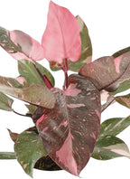 Pink Princess Philodendron Live Plant - Indoor Plants Live Houseplants - Elegant Philodendron Princess House Plant - Rare Pink Plants