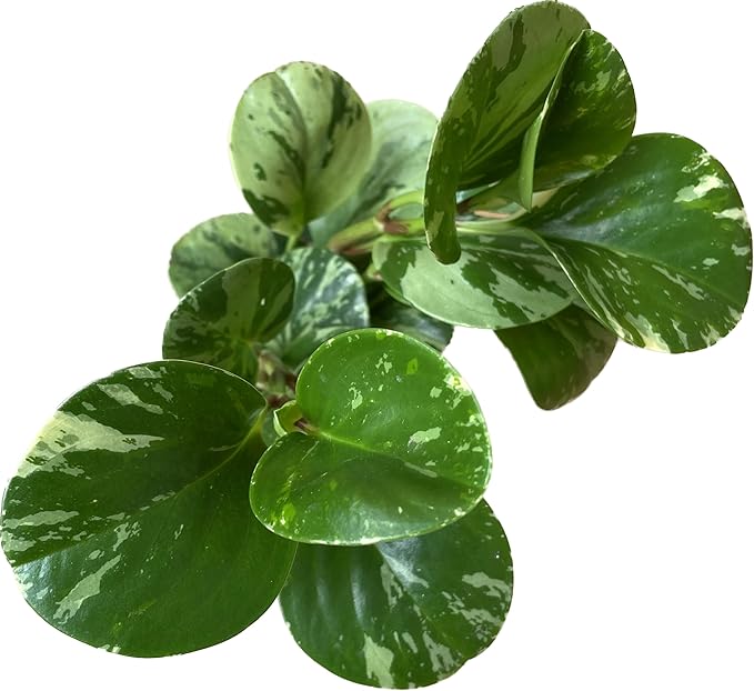 Live Rubber Plant - Peperomia Marble - Peperomia Obtusifolia Marble Variegated - Available in 3", 4", and 6" Pots - CA Seller - Ideal Gift for Home, Office - Peperomia Live Plant (6" Pot)