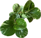 Live Rubber Plant - Peperomia Marble - Peperomia Obtusifolia Marble Variegated - Available in 3", 4", and 6" Pots - CA Seller - Ideal Gift for Home, Office - Peperomia Live Plant (4" Pot)