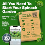 HOME GROWN Bloomsdale Spinach Seeds 353+ Non GMO Heirloom Seeds for Planting, High Germination, Cold Tolerant, Dark Green Crinkled Leaves, Fast Growing, Hydroponic & Garden (Spinacia oleracea)