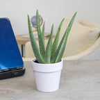 Aloe Vera Plant Gift in 4" White Pot, Live Succulent, Easy Plant for Beginners, Real Succulents for Home or Office, Indoor Houseplant Decor by Plants for Pets