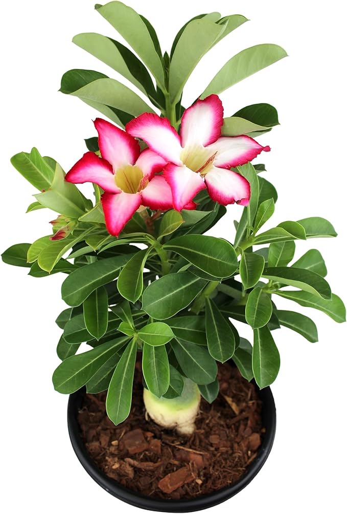 Picotee Pink & White Desert Rose Plant Live Succulent, 1 Gal Grower Pot, Adenium Desert Rose Plant Live Indoor Houseplants & Outdoor Succulents, Easy Care Flowering Plants by Plants for Pets