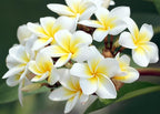 Mixed Color Plumeria Seeds for Planting Tropical Frangipani Rainbow Flower Seed Easy to Grow Colorful Blooms Perennial Patio Balcony Garden Rubra (25, Plumeria Seeds)