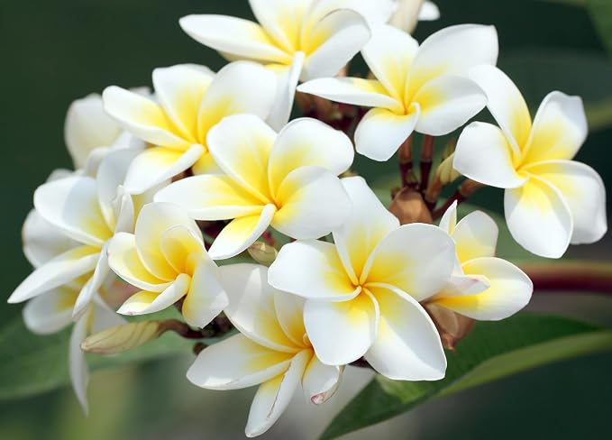 Mixed Color Plumeria Seeds for Planting Tropical Frangipani Rainbow Flower Seed Easy to Grow Colorful Blooms Perennial Patio Balcony Garden Rubra (5, Plumeria Seeds)