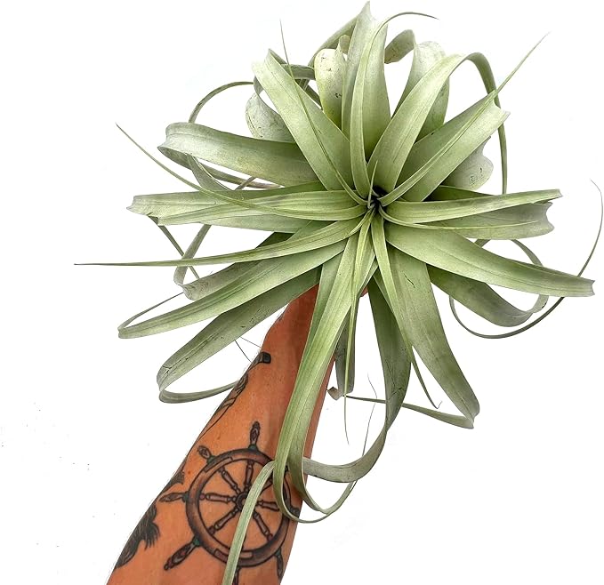 ragnaroc Air Plants - Tillandsia Xerographica, Giant 9-14” - 1ct - Live Arrival Gauranteed - House Plants for Home Decor & Gift