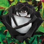 300+ Rare Rose Seeds for Planting - Rare Multi Colorful Rainbow Rose Flower Seeds