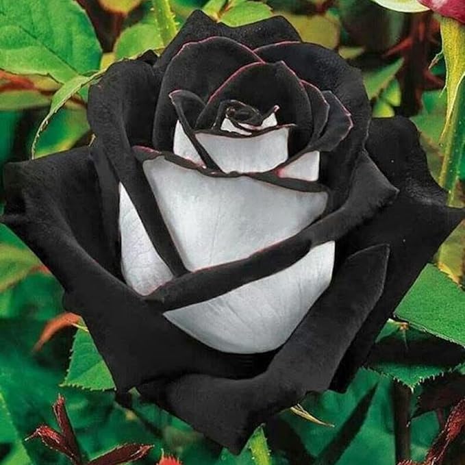 300+ Rare Rose Seeds for Planting - Rare Multi Colorful Rainbow Rose Flower Seeds