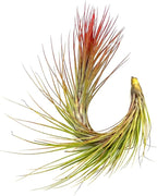 ragnaroc Air Plants - Tillandsia Funckiana Hybrid, Large 5-7" - 1ct - Live Arrival Guaranteed - House Plants for Home Decor & Gift