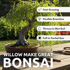 Willow Bonsai Tree Forest Kit for Growing - 8 Inch Pot & Tray, Soil, 15 Trees Included - Complete Beginner Bonsai Gift Set - Unique Gardener Gift, Secret Santa & Holiday Bonsai Kit - White Elephant