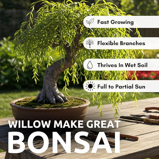 Willow Bonsai Tree Forest Kit for Growing - 8 Inch Pot & Tray, Soil, 15 Trees Included - Complete Beginner Bonsai Gift Set - Unique Gardener Gift, Secret Santa & Holiday Bonsai Kit - White Elephant