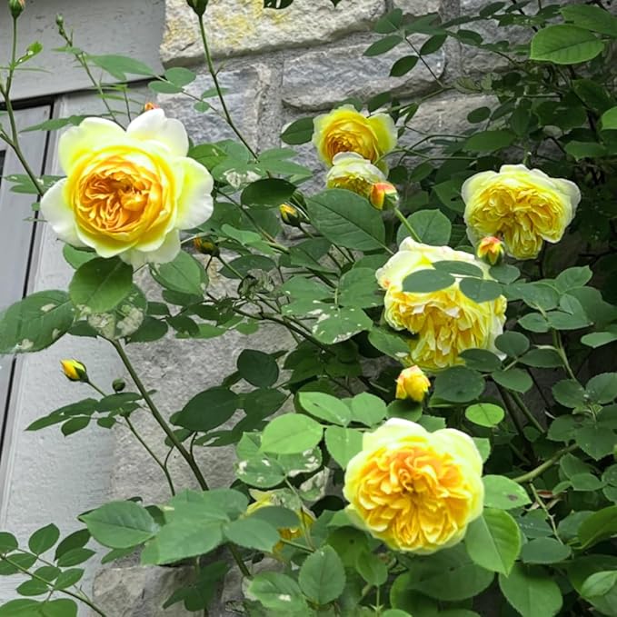 Fragrant Rose Plant Live Bush Shrub or Climbing, Old-Fashioned Roses Summer Rebloomer in 2.5 Inch Pot, Lanscape Rose Plant (Assorted) (Butter Yellow)