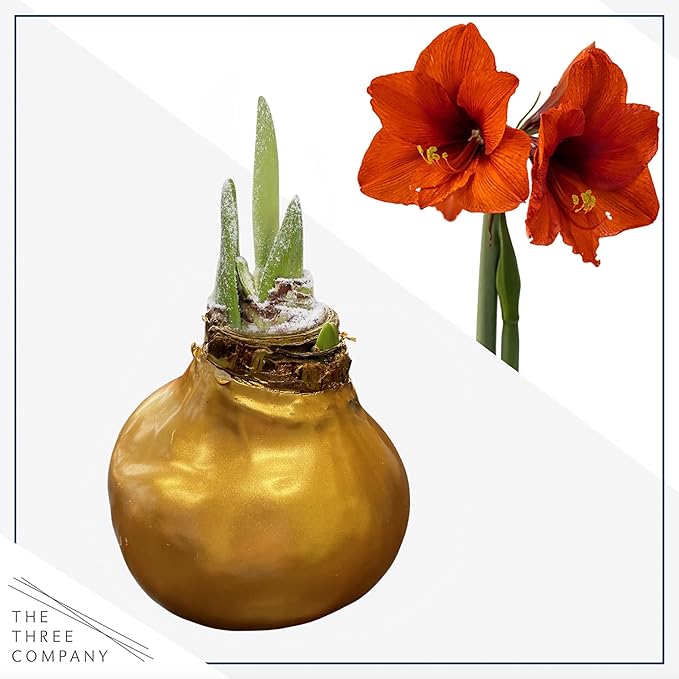 Waxed Amaryllis Bulb – Gold Wax with Red Blooms – Live Holiday Gift Plant, Easy Care, No Watering Needed