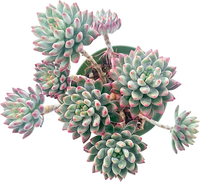 Sprout N Green Echeveria cv. Blue Apple in 4 inch Starter Pot, Rare Live Succulent Plant Fully Rooted in Planter, Home Office Indoor Outdoor Wedding Decoration DIY Projects Party Favor