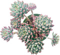 Sprout N Green Echeveria cv. Blue Apple in 4 inch Starter Pot, Rare Live Succulent Plant Fully Rooted in Planter, Home Office Indoor Outdoor Wedding Decoration DIY Projects Party Favor