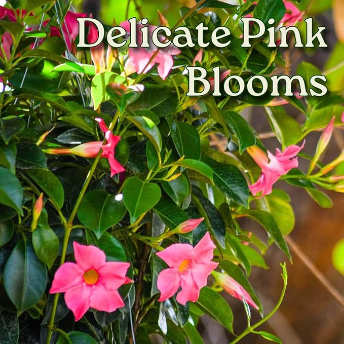 Tropical Plants of Florida Pink Dipladenia Hanging Basket 12 Inch Live Flowering Plant, 14 Inch Wide by 18 Inch Tall, Vibrant Pink Patio Porch Balcony Blooms