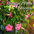 Tropical Plants of Florida Pink Dipladenia Hanging Basket 12 Inch Live Flowering Plant, 14 Inch Wide by 18 Inch Tall, Vibrant Pink Patio Porch Balcony Blooms