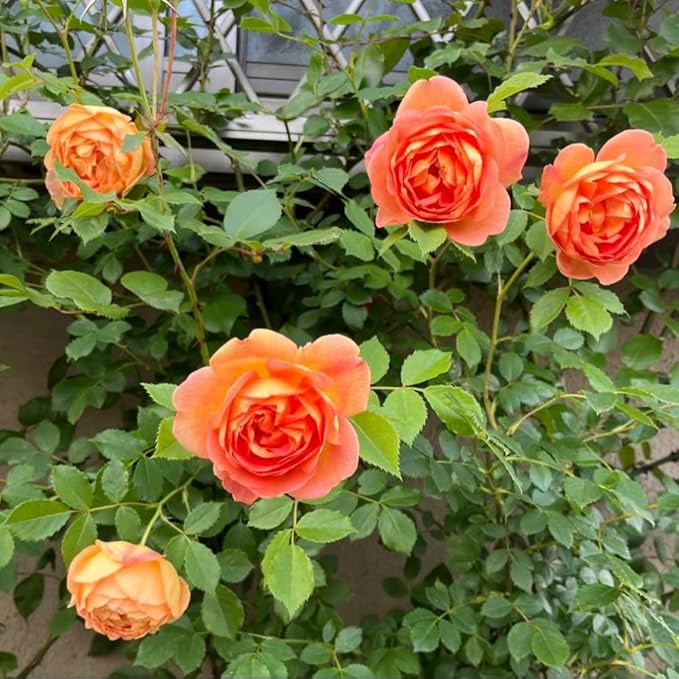 Rose Live Plant, Roses Flower Plant, Fragrant Flower for Planting, 4-6 Inches Tall, Bush Shrub Plants, Well Rooted, Ready to Grow (Orange Rose)