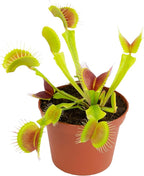 Altman Plants Non-Toxic Live Venus Flytrap Plant, Carnivorous Plants, Pet Safe Houseplant, Educational Crafts & DIY for Kids, 3 in. Grower Pot, Real Houseplants for Bog Gardens