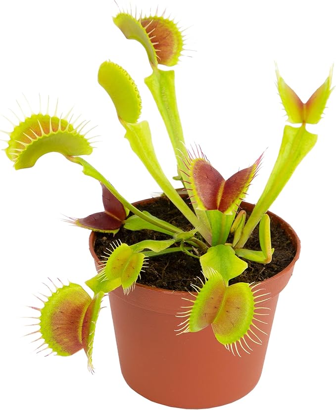 Altman Plants Non-Toxic Live Venus Flytrap Plant, Carnivorous Plants, Pet Safe Houseplant, Educational Crafts & DIY for Kids, 3 in. Grower Pot, Real Houseplants for Bog Gardens