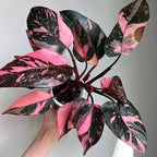Philodendron Plant Live, Rare Variegated Philodendron Houseplant for Planting, Home Office Decor 4 to 8 Inches (Pink Variegated)