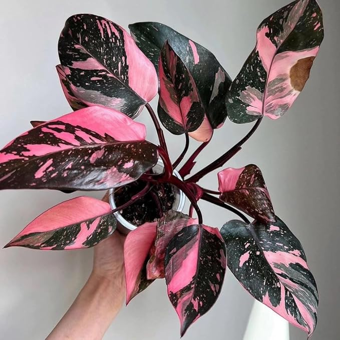 Philodendron Plant Live, Rare Variegated Philodendron Houseplant for Planting, Home Office Decor 4 to 8 Inches (Pink Variegated)