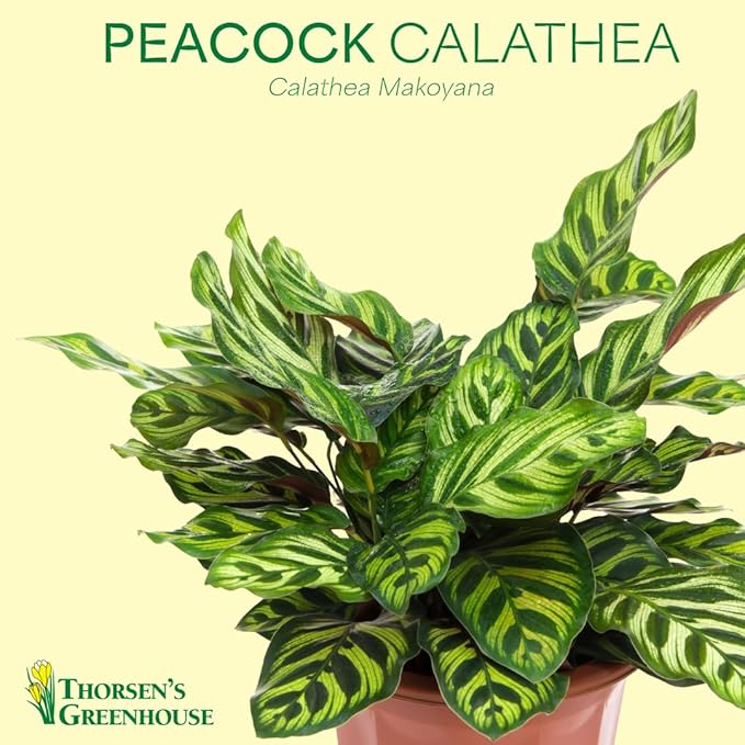 Thorsen's Greenhouse Peacock Calathea, Live Indoor Plant, Safe for Pets, Colorful Foliage, Rare Variety, Peacock Plant, 4" Diameter (Lavender)