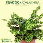 Thorsen's Greenhouse Peacock Calathea, Live Indoor Plant, Safe for Pets, Colorful Foliage, Rare Variety, Peacock Plant, 4" Diameter (Nursery Pot)