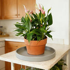 Plant Saucer 6 inch Drip Tray for Ceramic Plastic Pots, 2 Pack Plant Saucers for Indoors, Plastic Planter Flower Pot Saucers for Potted Plants, Planter Water Trays for pots Base (6", Gray)
