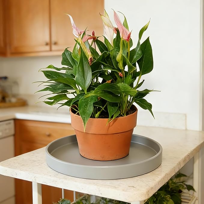 Plant Saucer 6 inch Drip Tray for Ceramic Plastic Pots, 2 Pack Plant Saucers for Indoors, Plastic Planter Flower Pot Saucers for Potted Plants, Planter Water Trays for pots Base (6", Gray)