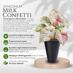 Syngonium Confetti Plant (4 Pack) Rare Live Starter Plants, Variegated Arrowhead Vine Houseplants, Easy Care Indoor Tropical Plants Live, Pink Foliage Houseplants
