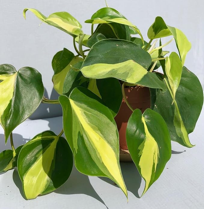 RedCrocus Philodendron 'Brasil' – Variegated Heartleaf Indoor Plant – Easy Care, Air Purifying, Bright Indirect Light, Tropical Foliage, Pet Friendly (Toxic to Pets) 8" Hanging Basket
