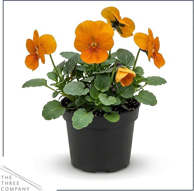 Live Healthy Flowering Pansies - Orange (4 Plants Per Pack), Beautiful Winter Color, 6" Tall by 4" Wide in 1 Pint Square Pot