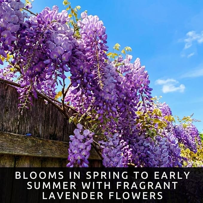 3 Wisteria Live Plants 1–2 Ft Tall – Flowering Wisteria Vine (Wisteria Floribunda) – Fast Growing Climbing Plant for Garden, Trellis, Pergola & Bonsai Training (3 Plants)