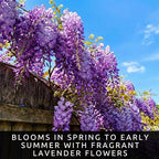 3 Wisteria Live Plants 1–2 Ft Tall – Flowering Wisteria Vine (Wisteria Floribunda) – Fast Growing Climbing Plant for Garden, Trellis, Pergola & Bonsai Training (3 Plants)