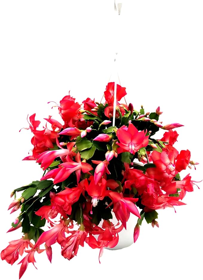 Thanksgiving Cactus, Red Seasonal Blooms, Live Indoor Plant, Flowering Houseplant, Christmas Cactus, 8-Inch Hanging Basket, Holiday Decor, Pet Safe, Free Heat Pack