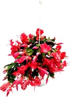 Thanksgiving Cactus, Red Seasonal Blooms, Live Indoor Plant, Flowering Houseplant, Christmas Cactus, 8-Inch Hanging Basket, Holiday Decor, Pet Safe, Free Heat Pack