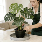 Plant Saucer 6 inch Drip Tray for Ceramic Plastic Pots, 2 Pack Plant Saucers for Indoors, Plastic Planter Flower Pot Saucers for Potted Plants, Planter Water Trays for pots Base (6", Gray)