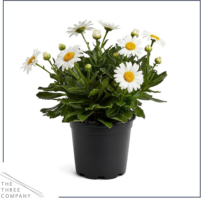 Shasta Daisy - Live Flowering Perennial (2 Per Pack), Blooms Spring and Summer, 10" Tall by 4" Wide in 1.6 Pt Pot
